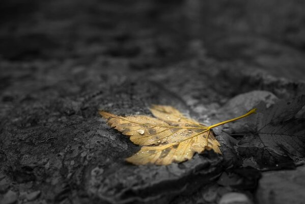 Foglia d autunno luminosa con una goccia