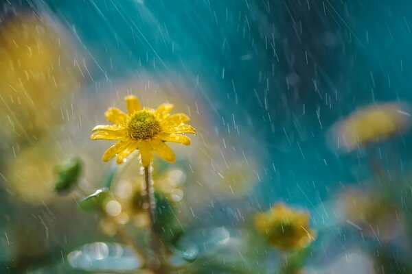 Blumen und Sommerregen