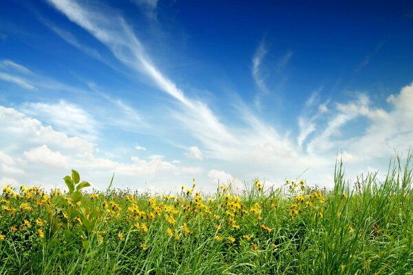 Campo aperto con cielo blu chiaro sopra la testa