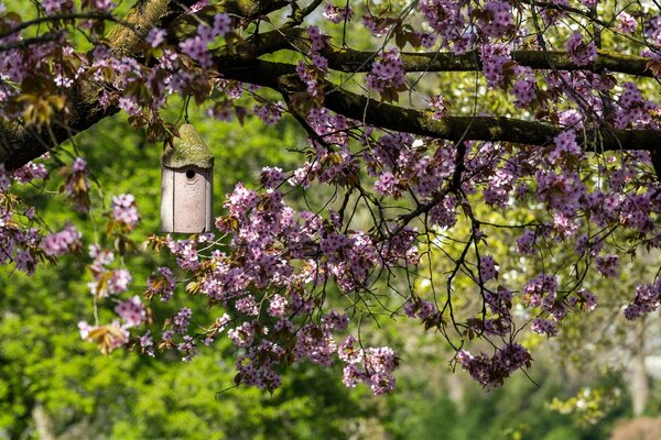 Pajarera en una rama de cerezo en flor