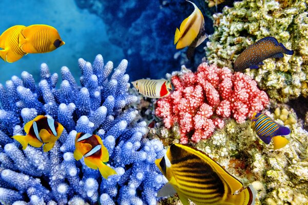 Bajo el agua un montón de peces y corales