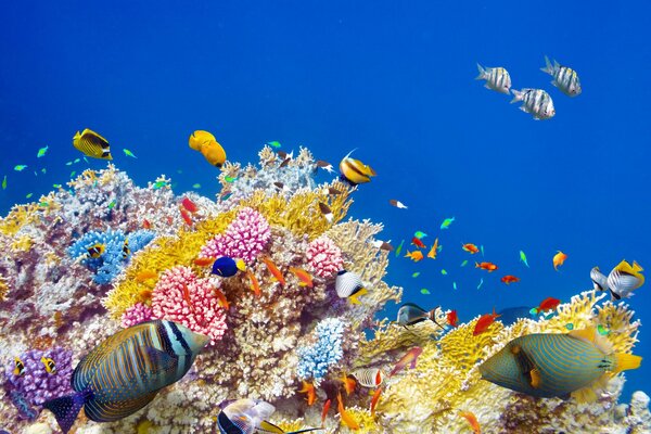 Sous l eau un tas de poissons et de coraux