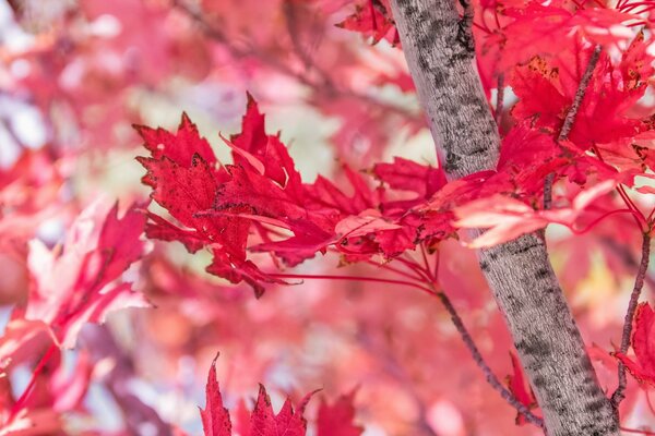 Las ramas grises contrastan con las hojas púrpuras del arce japonés