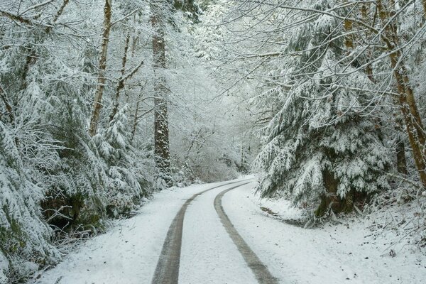 A quiet road in a snowy forest