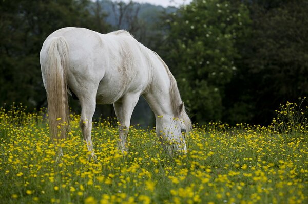Ein weißes Pferd grast im Sommer auf einer Wiese