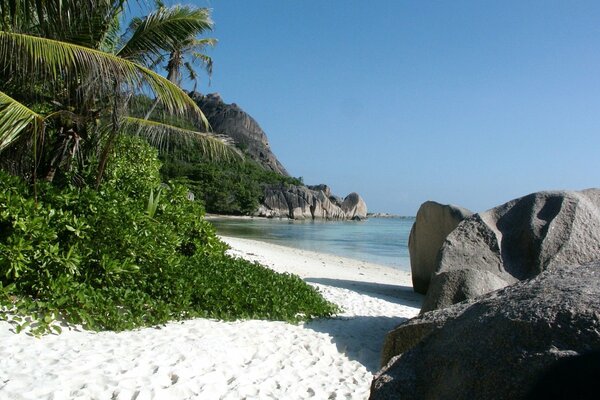 Hermosa playa tropical. Palmeras verdes sobre arena blanca