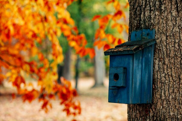 Taking care of birds. The beauty of autumn