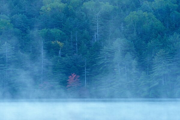 Forêt brumeuse, lac dans le brouillard, rivière dans la forêt