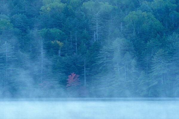 Mglisty las, jezioro we mgle, rzeka w lesie