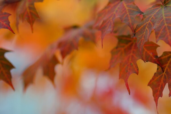 Macro shooting of leaves in autumn