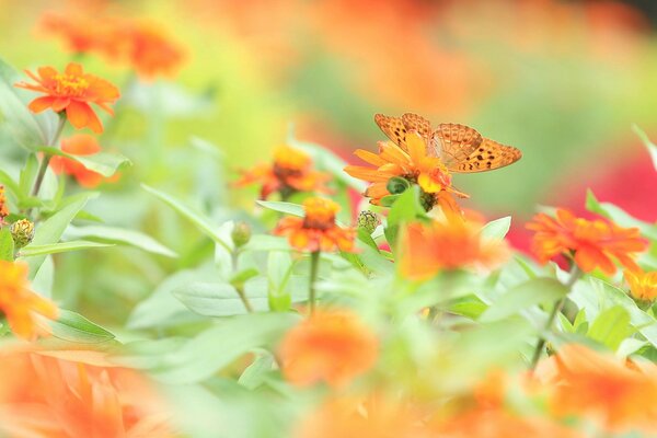 Piękny motyl w pomarańczowych kwiatach