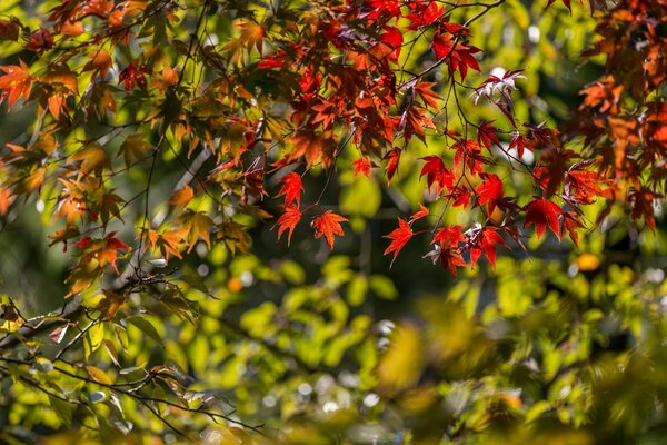 Arce de otoño, hojas de arce, árbol