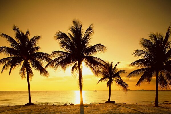 Sunrise over the sea and beautiful palm trees