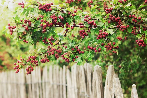 Schöne rote Beeren. Sträucher mit roten Beeren. Holzzaun