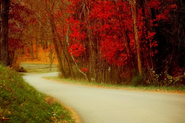 Red leaves of trees and the road to the forest