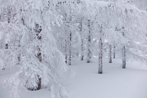 Bella brina nella foresta invernale