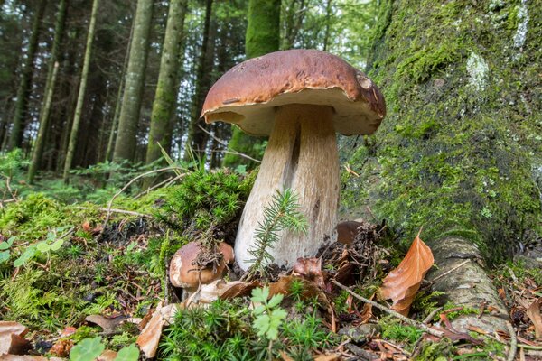 Hongo blanco en el musgo cerca del árbol. Bosque de otoño