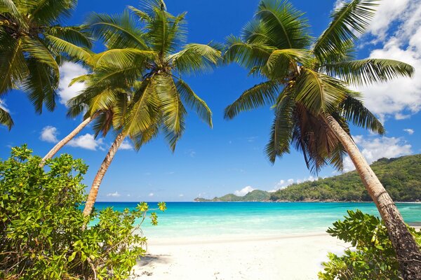 Tropischer Strand mit Palmen im Sommer