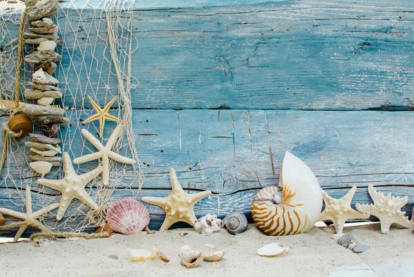 Seashells starfish sand