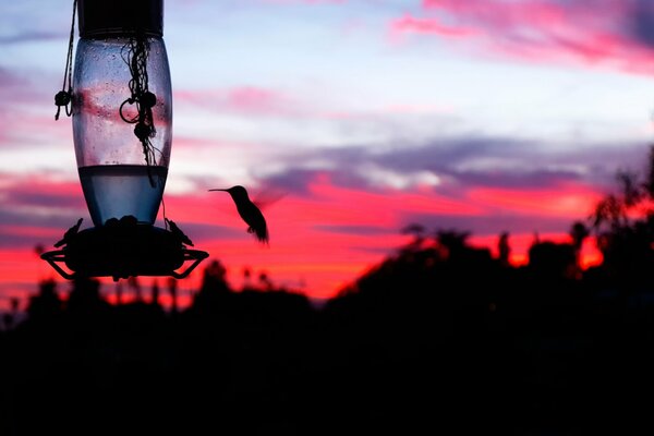 Silhouette eines Vogels auf Sonnenuntergang Hintergrund