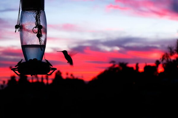 Silueta de pájaro en el fondo de la puesta de sol