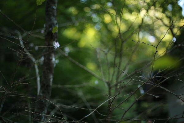 Branches with flowers, bokeh