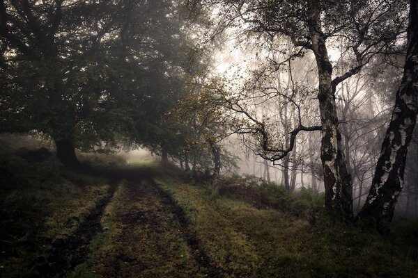 Herbststraße im Laubwald