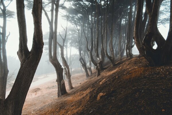 Los árboles en la colina están inmersos en la neblina