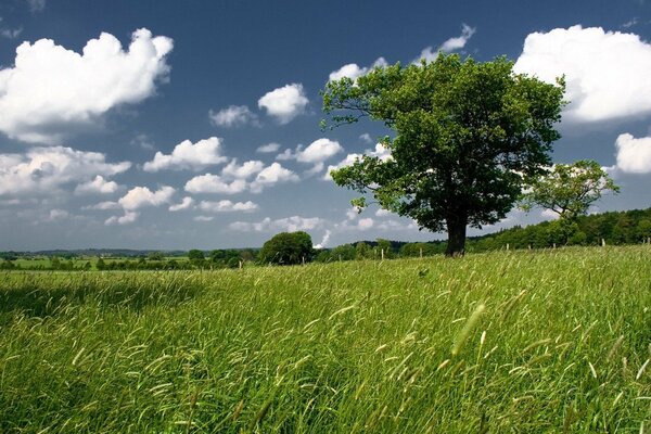 Ein grünes Feld, schöne Wolken und ein einsamer Baum