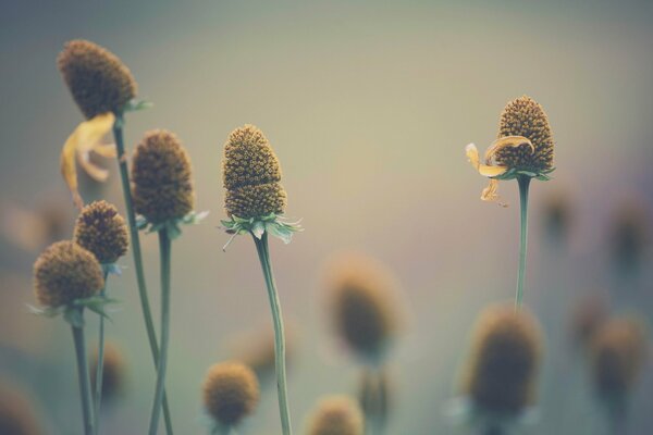 Schöne Blumen in Makroaufnahmen