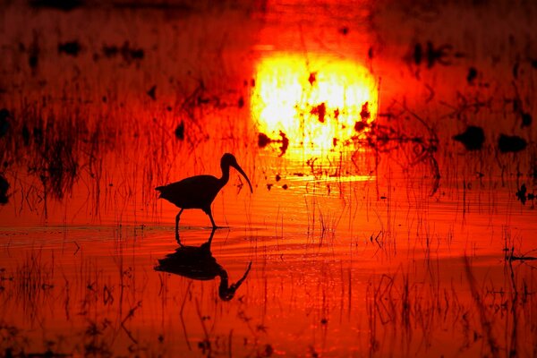 Reflection of the setting sun and the silhouette of a bird