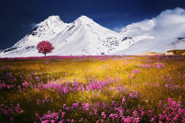 Snowy mountains, a field in flowers, wonderful nature, snow in the mountains