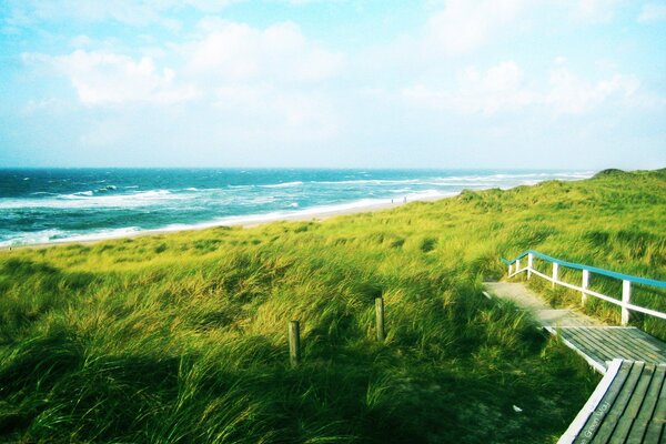 Descent to the shore through bright green grass