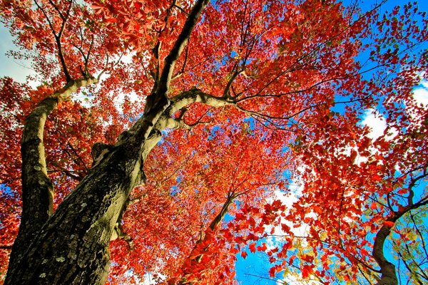 Rote Blätter, Baum, Herbstkrone