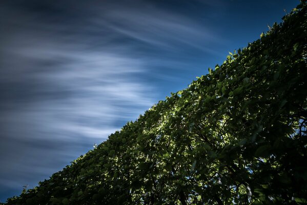 Hedge of branches against the sky