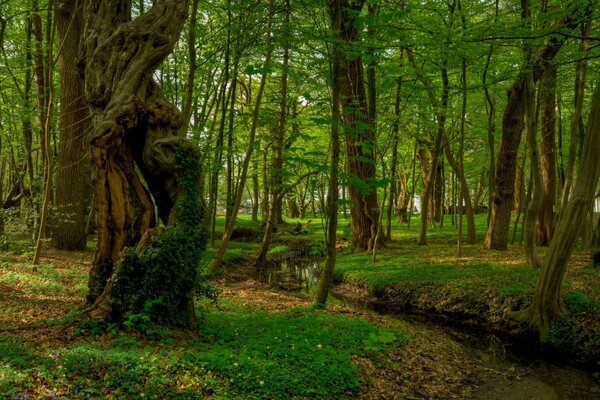 Bosque de cuento de hadas con un pequeño río