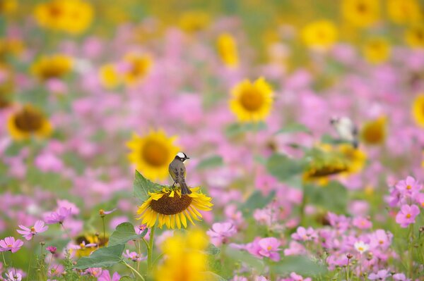 Kosnea and sunflower in the meadow