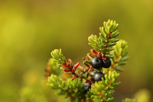 Makrofoto dunkle Beeren