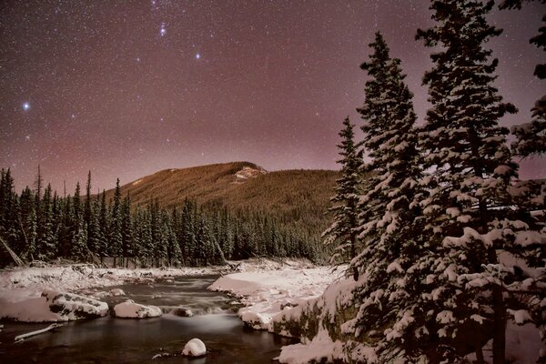 Night winter forest with stars