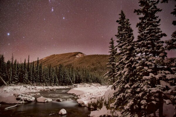Nocny zimowy las z gwiazdami