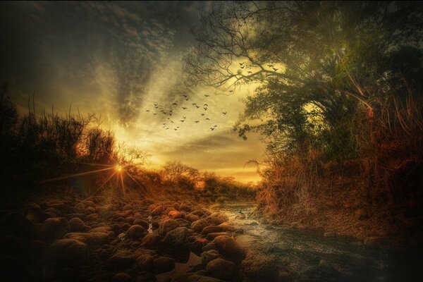 Pájaros en el cielo en medio de la puesta de sol