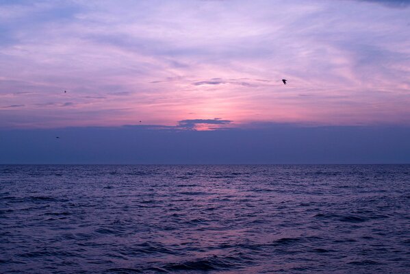 Tramonto lilla, uccelli al tramonto, mare in efflorescenze viola