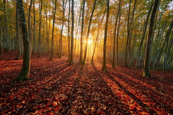 Bosque de otoño lleno de rayos de sol
