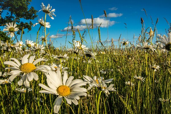 Sommer, Kamillenfeld und blauer Himmel