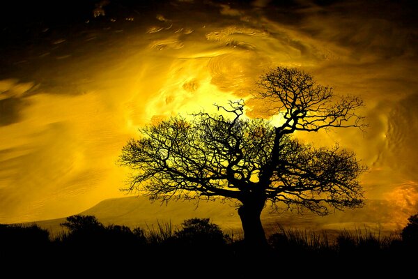 A tree on the background of a stunning sunset