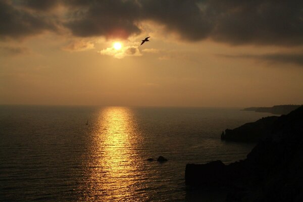 Gabbiano che vola sul mare al tramonto