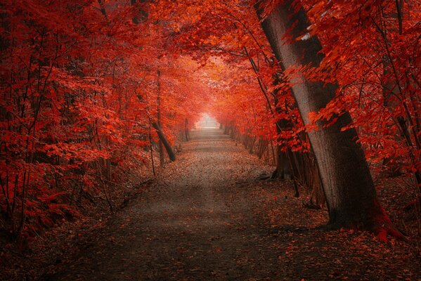 Park alley in bright colors of autumn