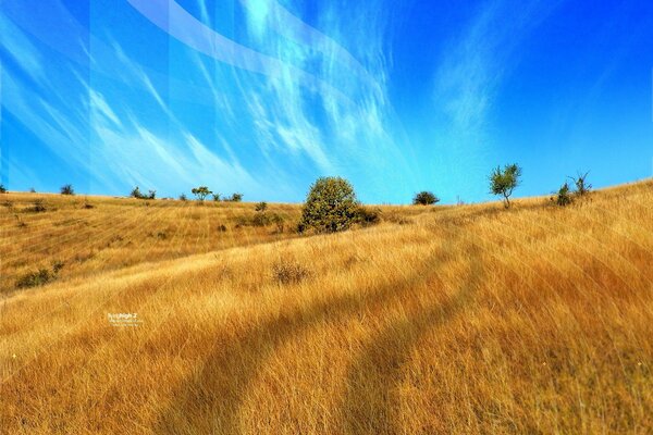 Bright yellow field and blue sky