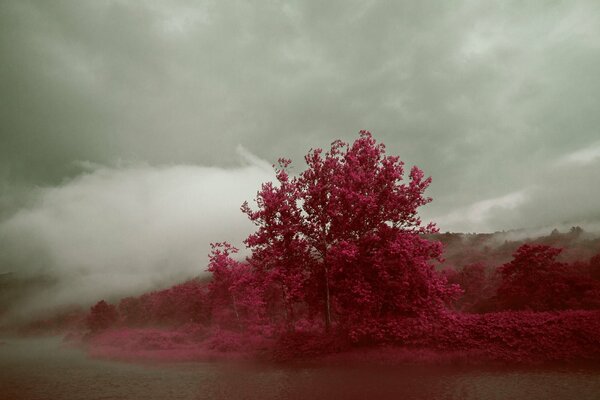 Mahogany, rare tree, nebula, tree in the fog