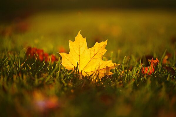 Yellow maple leaf in macro photography